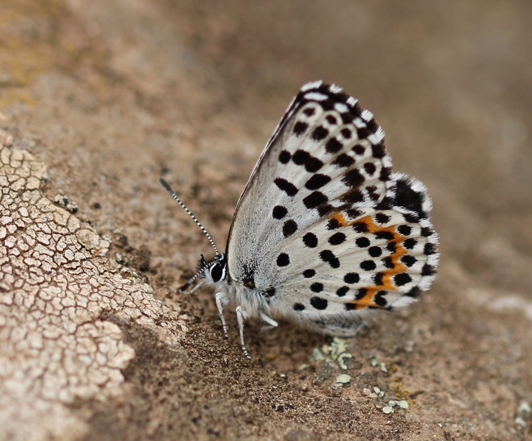 Scolitantides orion - szemes boglárka
