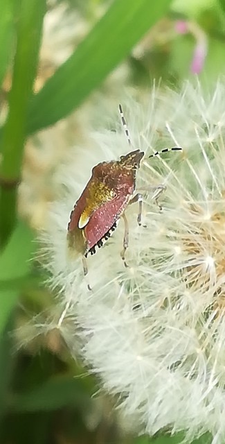 Dolycoris baccarum - közönséges bogyómászó-poloska Dolycoris baccarum - közönséges bogyómászó-poloska