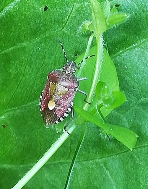 Dolycoris baccarum - közönséges bogyómászó-poloska Dolycoris baccarum - közönséges bogyómászó-poloska