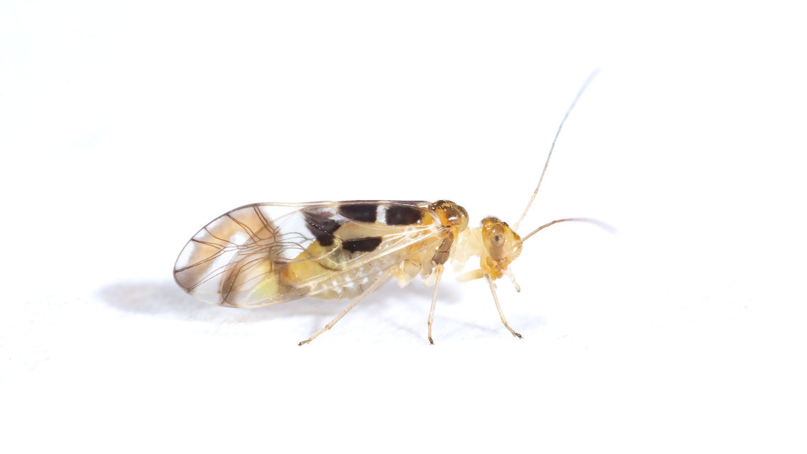 Graphopsocus cruciatus