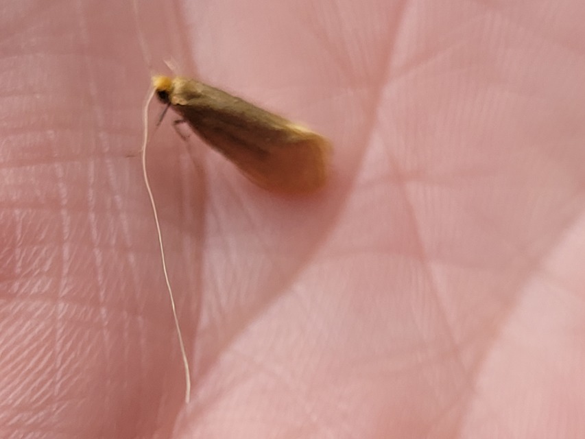 Nematopogon