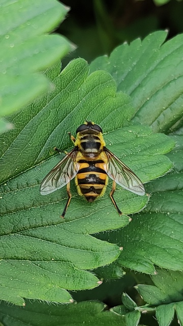 Myathropa florea - halálfejes odúlégy