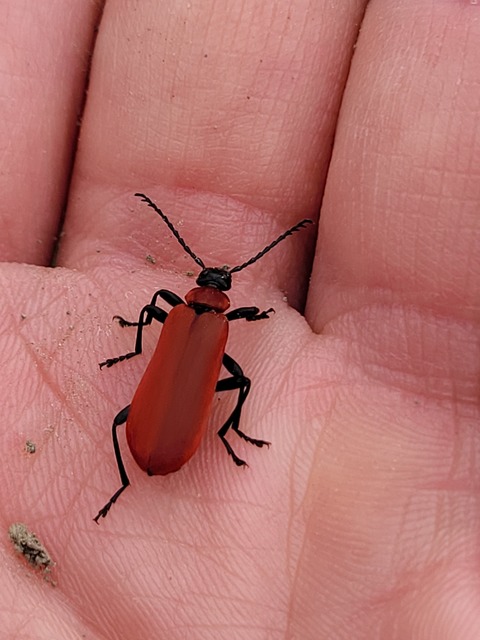 Pyrochroa coccinea - nagy bíborbogár