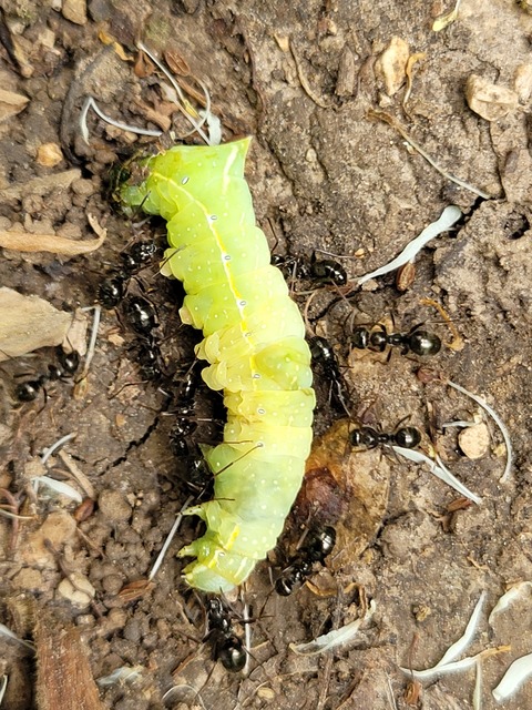 Amphipyra pyramidea - fahéjszínű bagoly