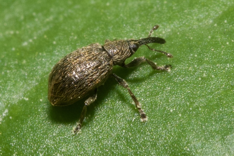 Trichopterapion holosericeum - gyertyánmag-cickányormányos Trichopterapion holosericeum - gyertyánmag-cickányormányos