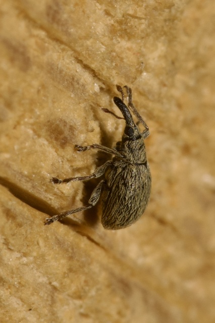 Trichopterapion holosericeum - gyertyánmag-cickányormányos Trichopterapion holosericeum - gyertyánmag-cickányormányos