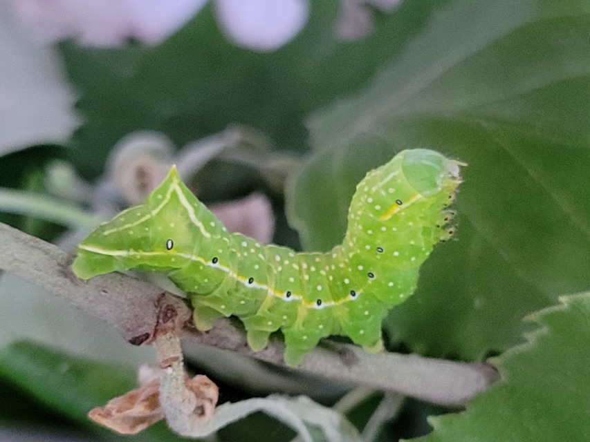 Amphipyra pyramidea - fahéjszínű bagoly