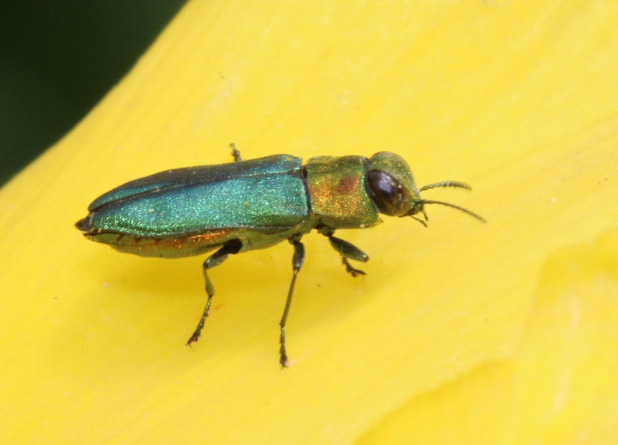 Anthaxia signaticollis - keleti virágdíszbogár