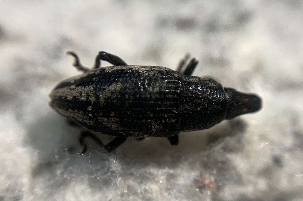 Bothynoderes declivis - libatopbarkó