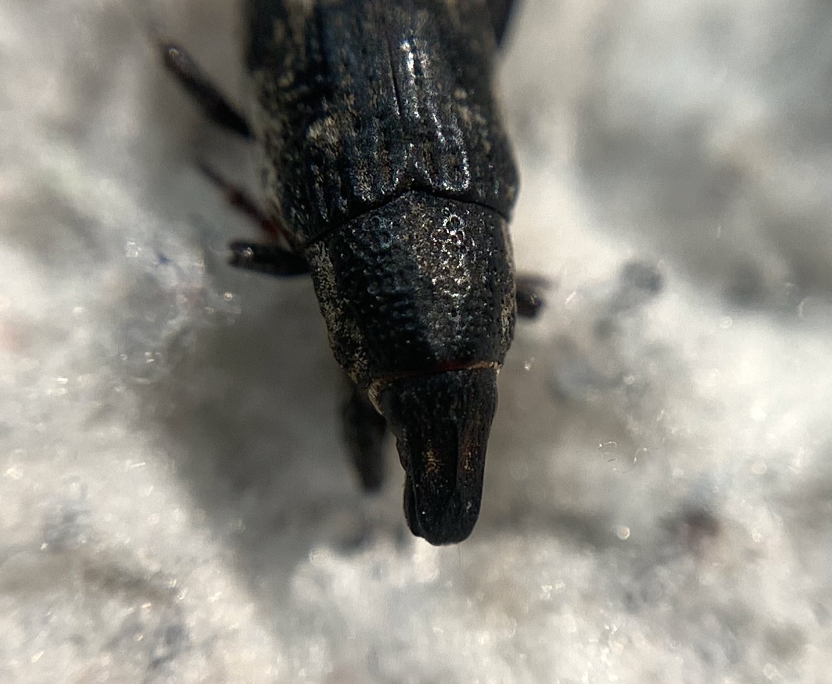 Bothynoderes declivis - libatopbarkó