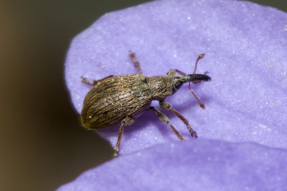 Trichopterapion holosericeum - gyertyánmag-cickányormányos Trichopterapion holosericeum - gyertyánmag-cickányormányos