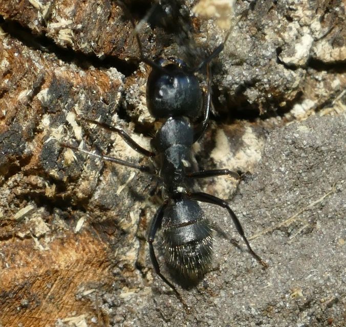 Camponotus vagus - fekete lóhangya