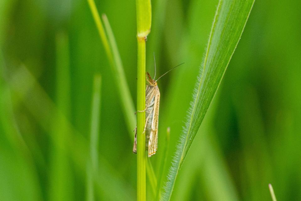 Thisanotia chrysonuchella - tavaszi fűgyökérmoly