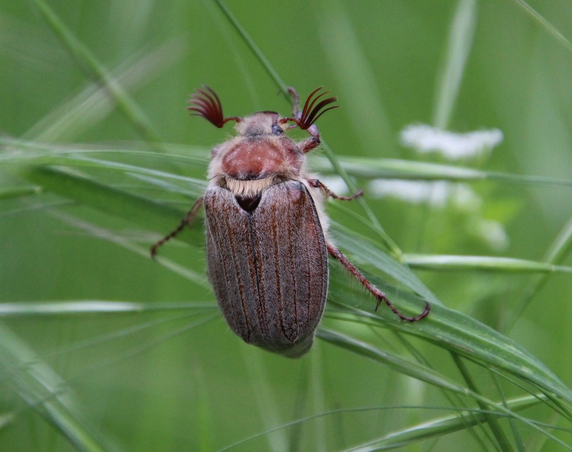 Melolontha hippocastani - erdei cserebogár