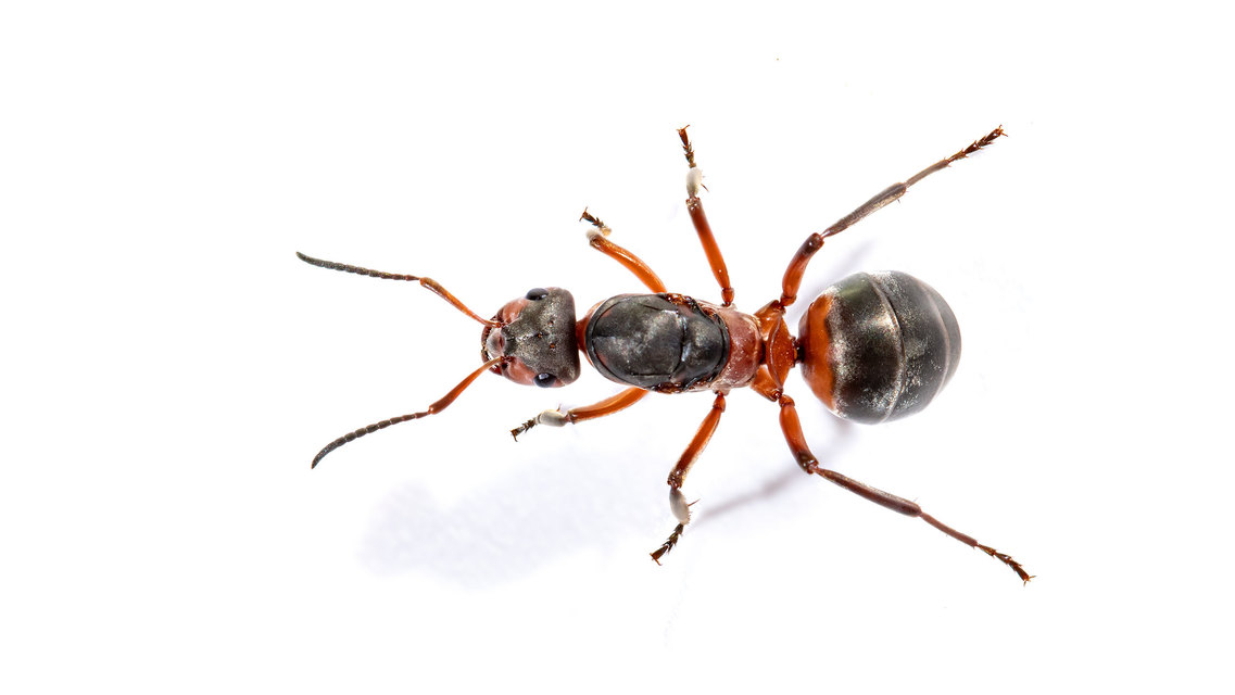 Formica pratensis - réti vöröshangya