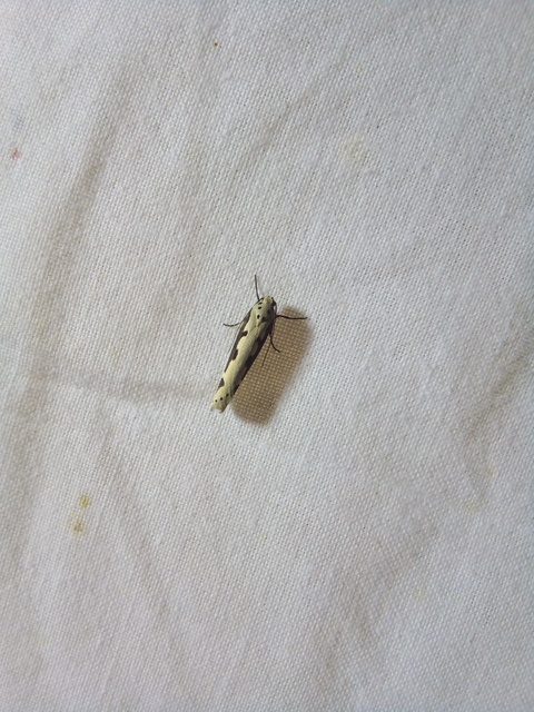Ethmia bipunctella - kétpettyes feketemoly