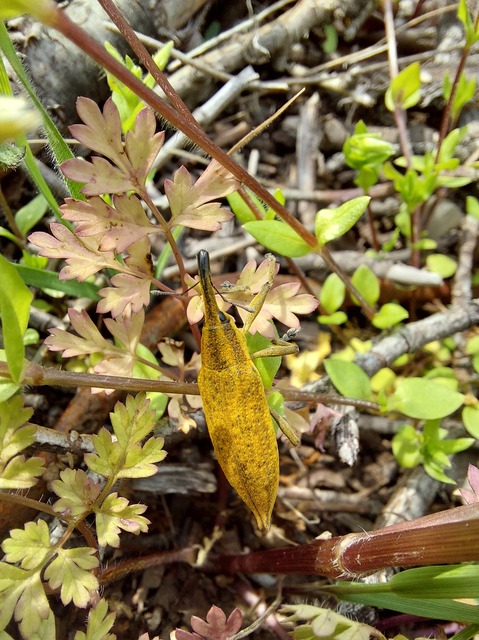 Lixus iridis - bürökfúró dudvabarkó