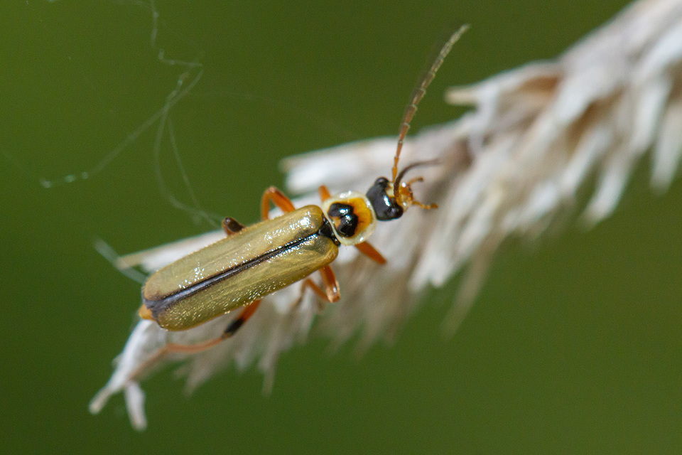 Metacantharis clypeata - tavaszi lágybogár