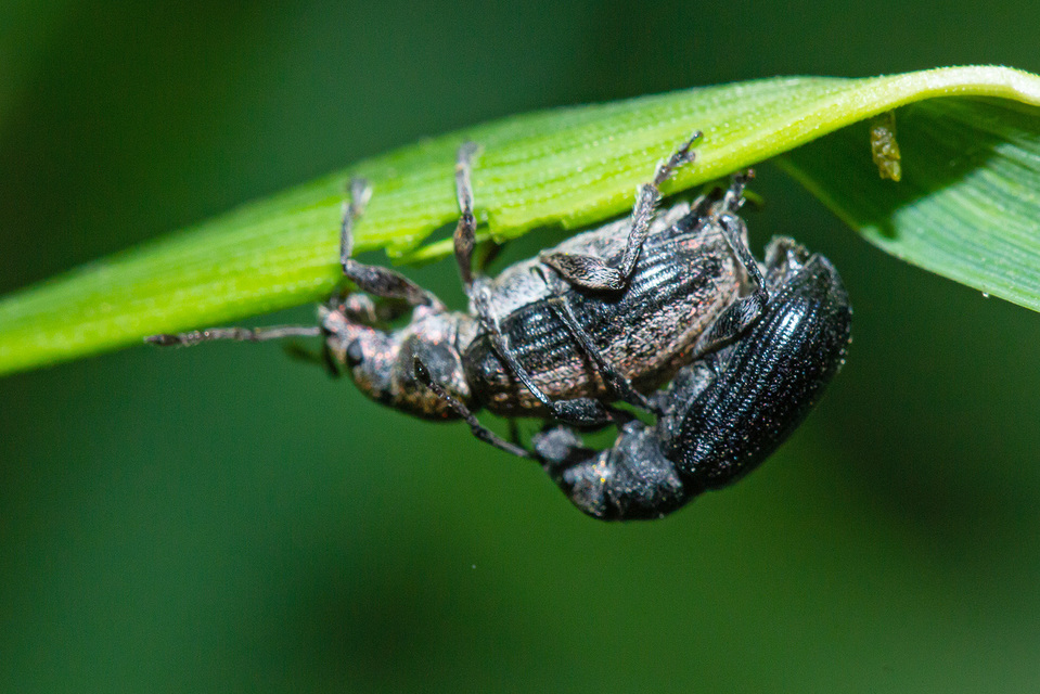 Phyllobius pyri - gyümölcsfa-levélormányos