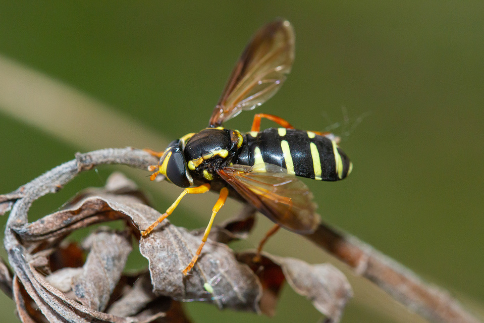 Xanthogramma citrofasciatum - korai oldalsávoslégy