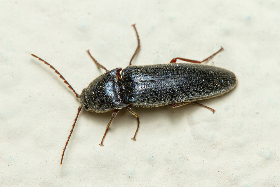 Melanotus
