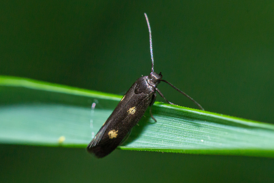 Parascythris muelleri - kétpettyes zöldmoly