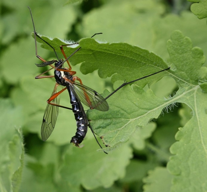 Ctenophora guttata