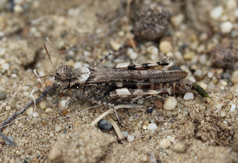 Acrotylus insubricus - önbeásósáska