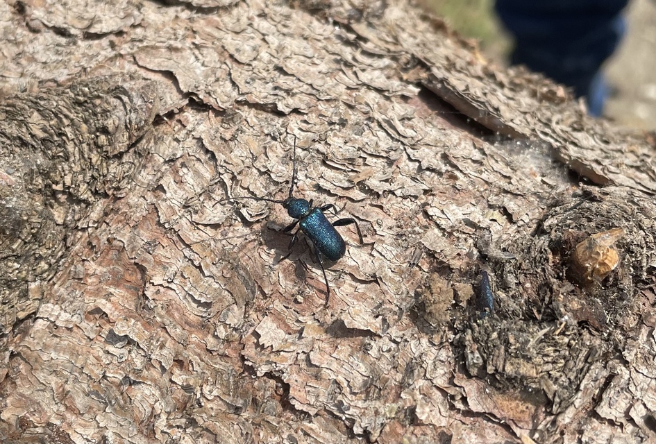 Callidium violaceum - kék korongcincér