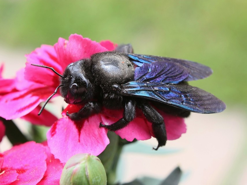 Xylocopa valga - gyakori fadongó