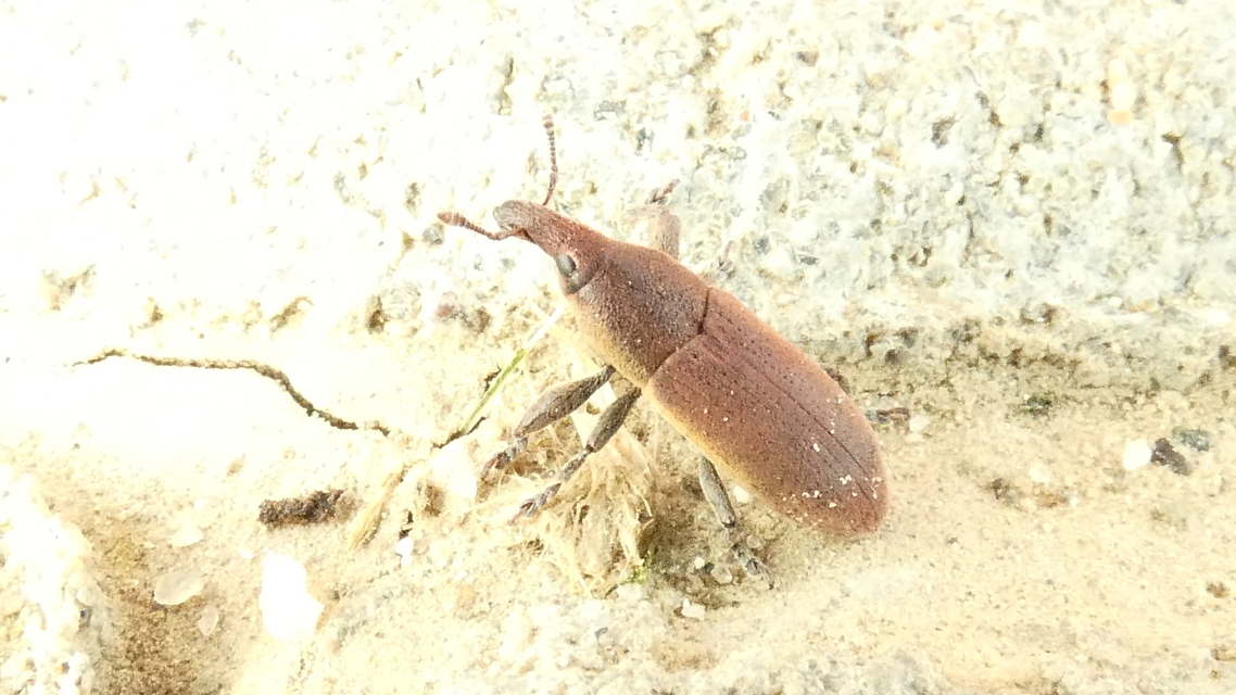 Lixus angustus - rövid dudvabarkó