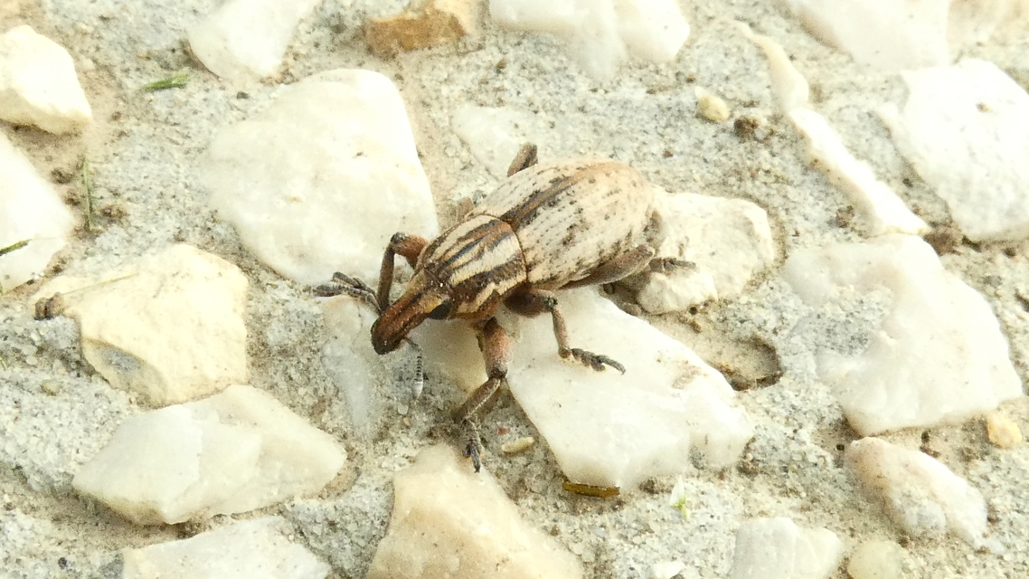 Pseudocleonus cinereus - hamvas barkó