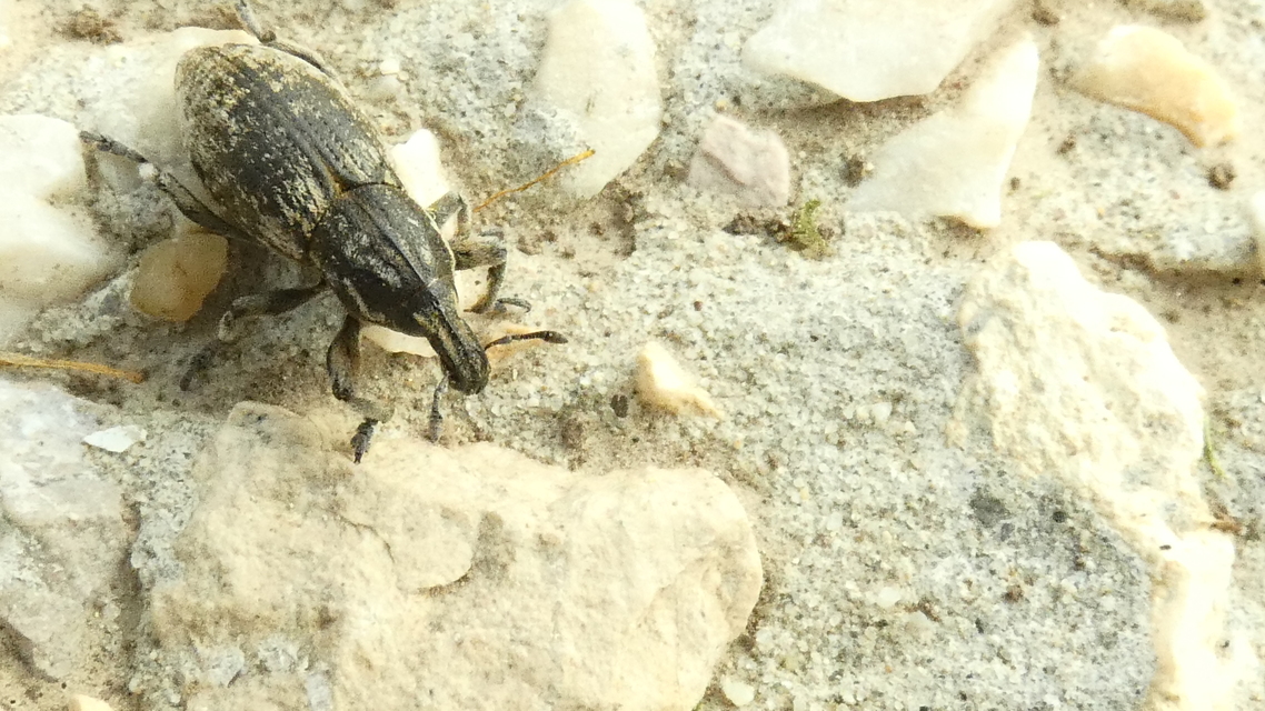 Pseudocleonus cinereus - hamvas barkó
