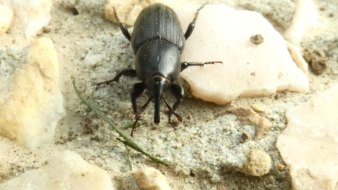 Sphenophorus striatopunctatus - mezei zsuzsok