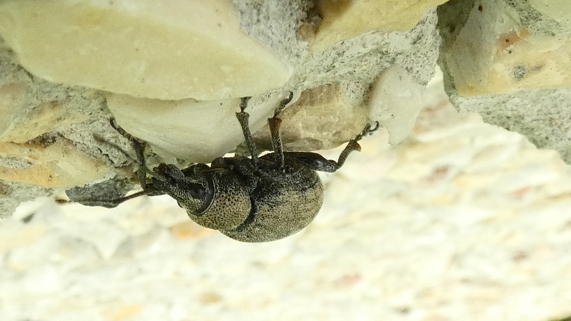 Otiorhynchus ligustici - vincellér-gyalogormányos
