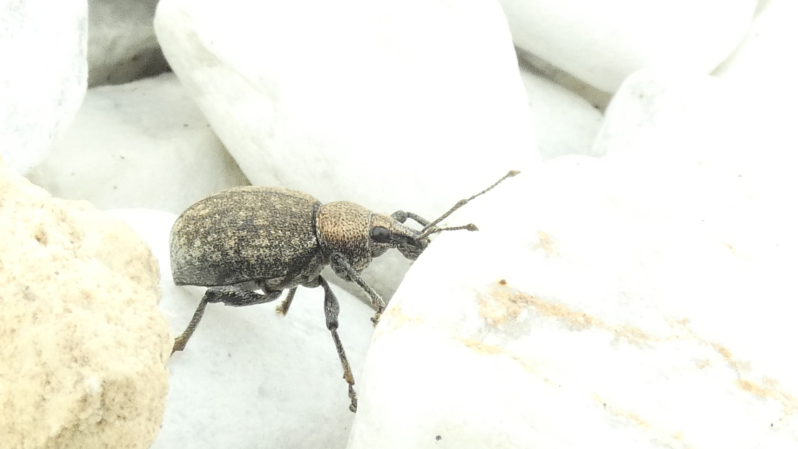 Otiorhynchus ligustici - vincellér-gyalogormányos