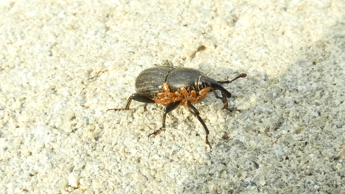 Sphenophorus striatopunctatus - mezei zsuzsok
