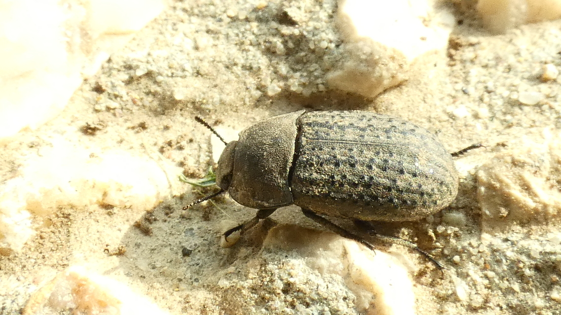Opatrum sabulosum - sároshátú gyászbogár