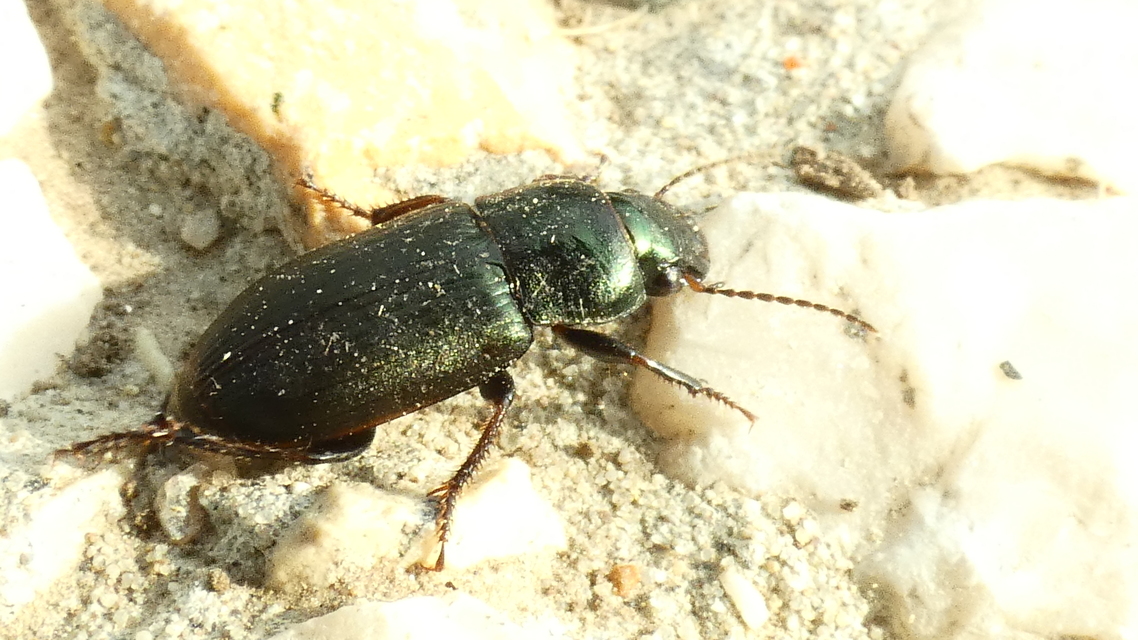Harpalus distinguendus - mezei lomhafutó
