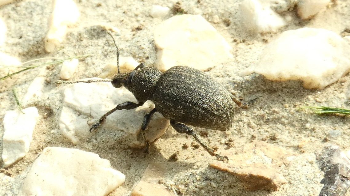 Otiorhynchus ligustici - vincellér-gyalogormányos
