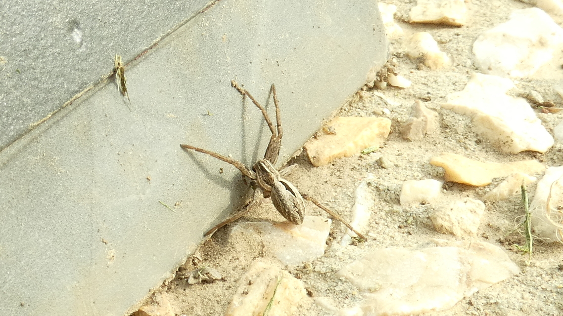 Thanatus arenarius