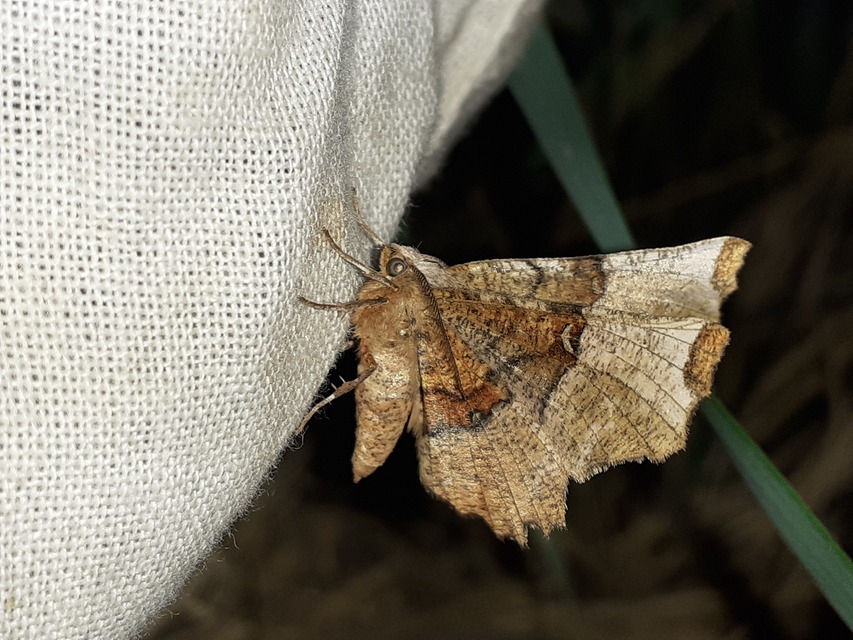 Selenia lunularia - egyfoltos holdasaraszoló