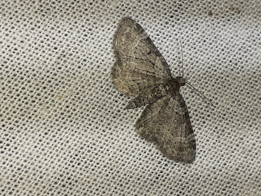 Pasiphila chloerata - hamvas törpearaszoló