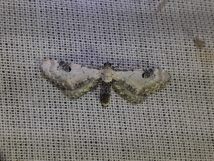 Eupithecia centaureata - búzavirág-törpearaszoló