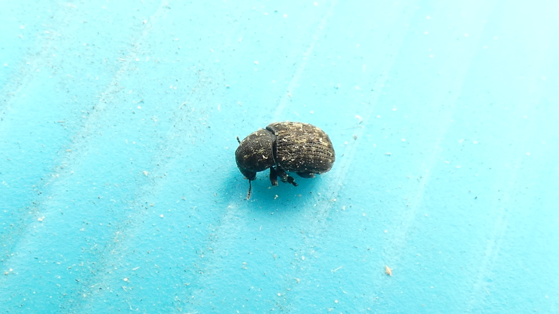 Anthribus nebulosus - ködfoltos pajzstetvész-orrosbogár