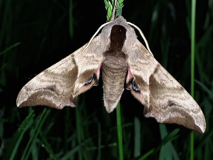 Smerinthus ocellatus - esti pávaszem