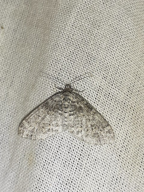 Lobophora halterata - szárnyfüggelékes araszoló
