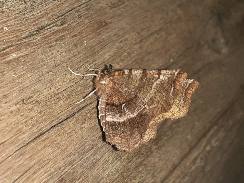 Selenia dentaria - kétfoltos holdasaraszoló