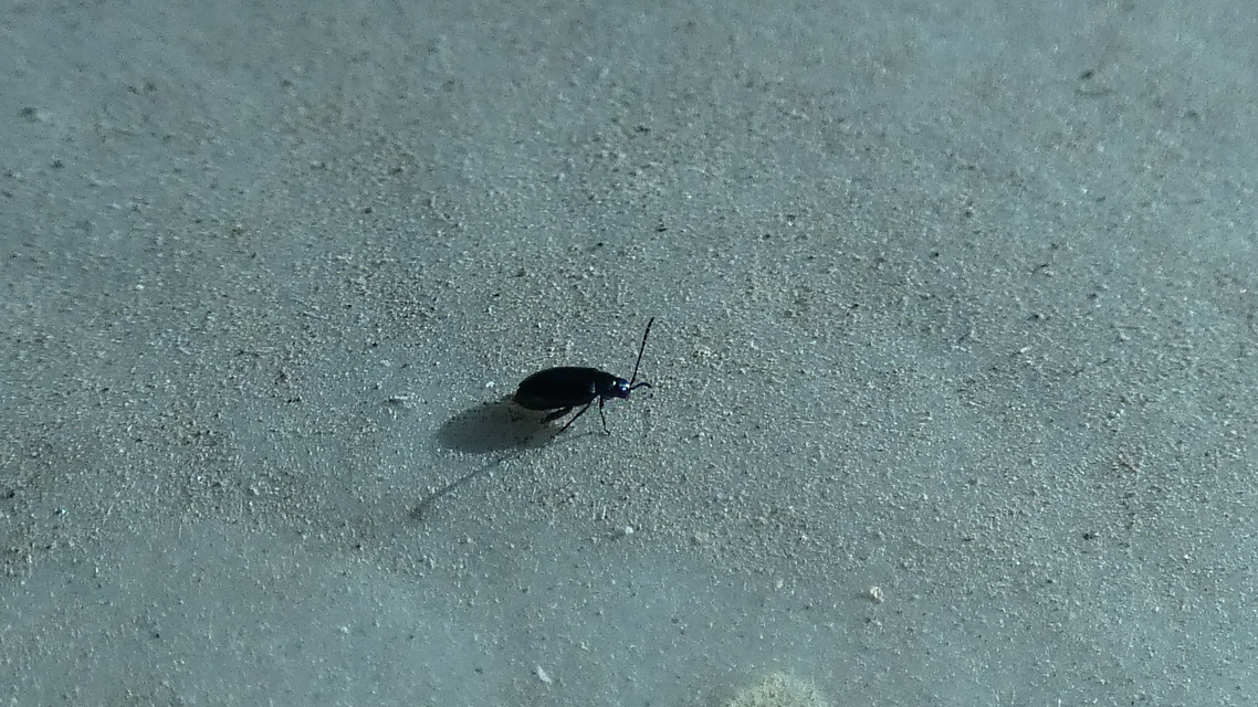 Phyllotreta