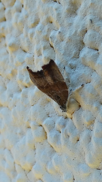 Choreutis nemorana - füge-levélmoly